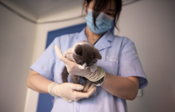 Ajo es el primer gato clonado en China » Ñanduti