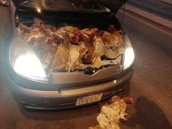 Contrabando: metieron gallinas vivas entre motores del auto
