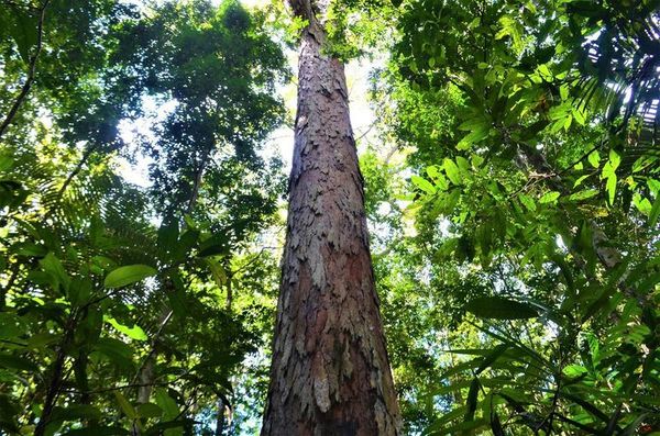 El árbol “más grande” de la Amazonía mide 88 metros y está a salvo de incendios  - Mundo - ABC Color