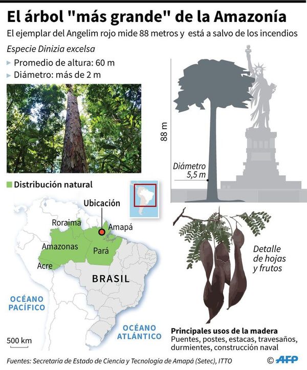 Yvyramáta “tuichavéva” Amazonía-pegua ipuku 88 metro ha ojesalváma tata rendýgui - ABC Remiandu - ABC Color