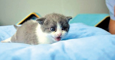 Empresa china clonó primera vez a un gato