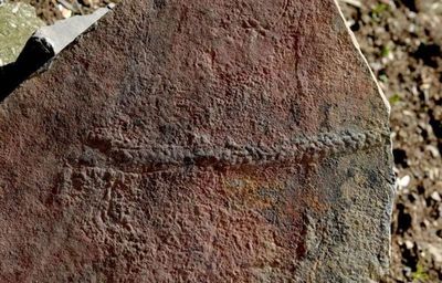 Un fósil de 550 millones de años