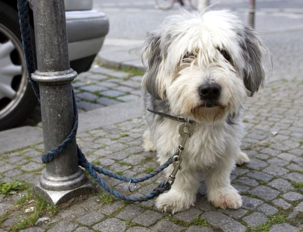 Cuando se escapa la mascota: llamar al perro con calma - Mascotas - ABC Color