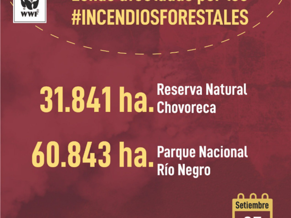 Reportan 24 nuevos focos de incendio en el Chaco paraguayo