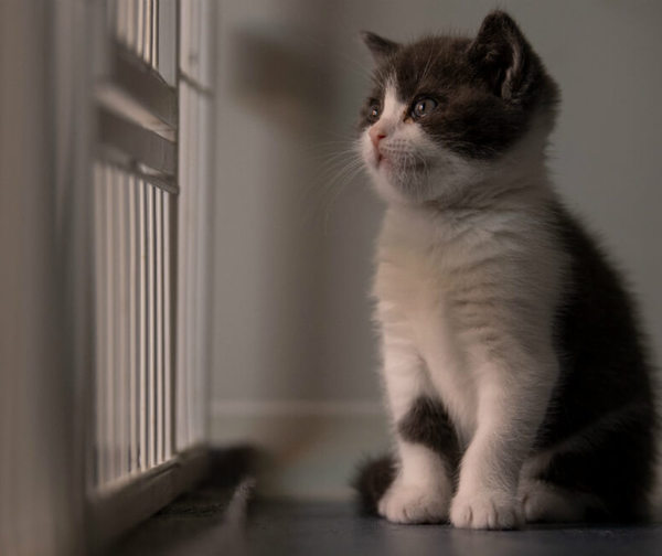 Ajo, el primer gato clonado en China