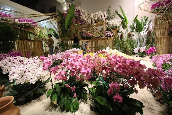 Empresas taiwanesas se instalarán en Paraguay con orquídeas