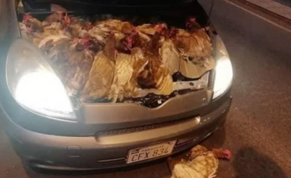 Ocultan gallinas dentro del capó de un vehículo para ingresar al país