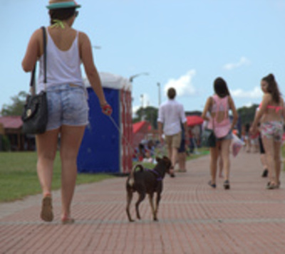 Impondrán un tributo por tenencia de perros - Paraguay.com