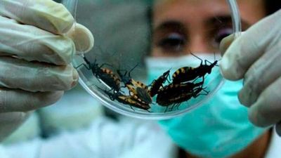 Paraguay, primer país del Chaco Sudamericano con corte de trasmisión vectorial de chagas