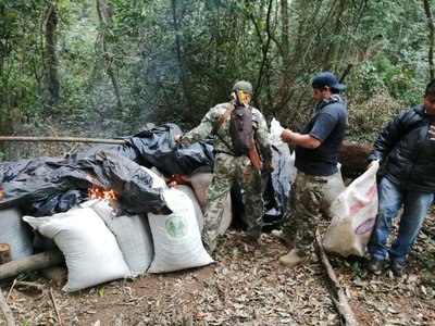 Destruyen 5 hectáreas y 2.840 kilos de Marihuana en Caazapá