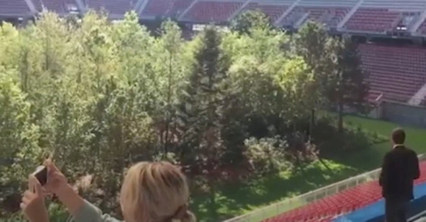 Plantaron más de 300 árboles en un estadio