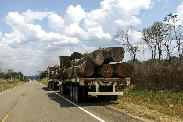 Infona desarticula contrabando forestal por 5 millones de dólares