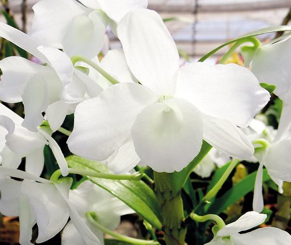 Dendrobium al máximo - Nosotras Revista - ABC Color