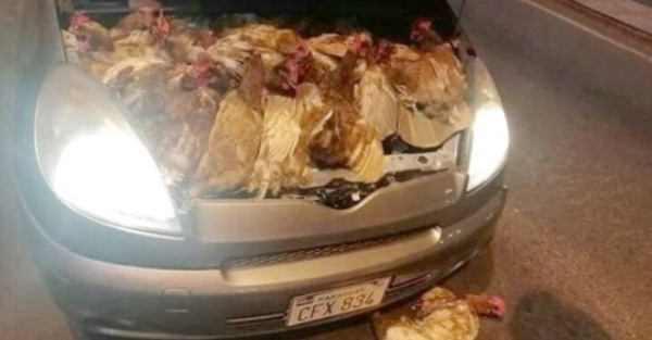 Traía contrabando de gallinas ¡en su motor!