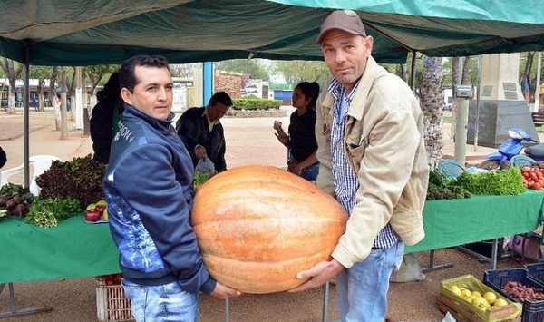 En Concepción producen zapallo de 50 kilos
