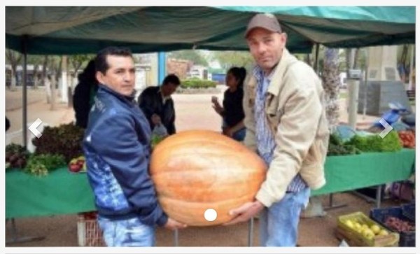 Producen zapallo de 50 kilos - Digital Misiones