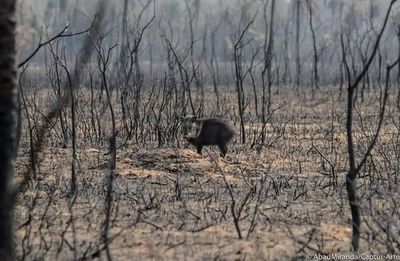Incendios en el Chaco se pueden evitar si se tienen en cuenta alertas, sostienen expertos - Nacionales - ABC Color