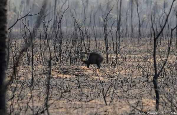 Incendios en el Chaco se pueden evitar si se tienen en cuenta alertas, sostienen expertos - Nacionales - ABC Color