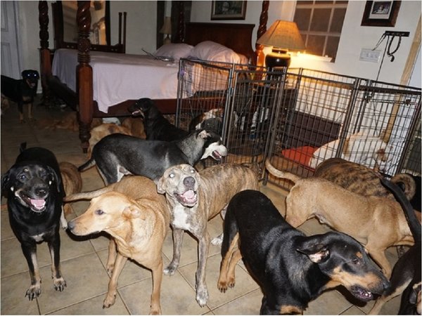 Una mujer salvó a 97 perros callejeros del huracán Dorian