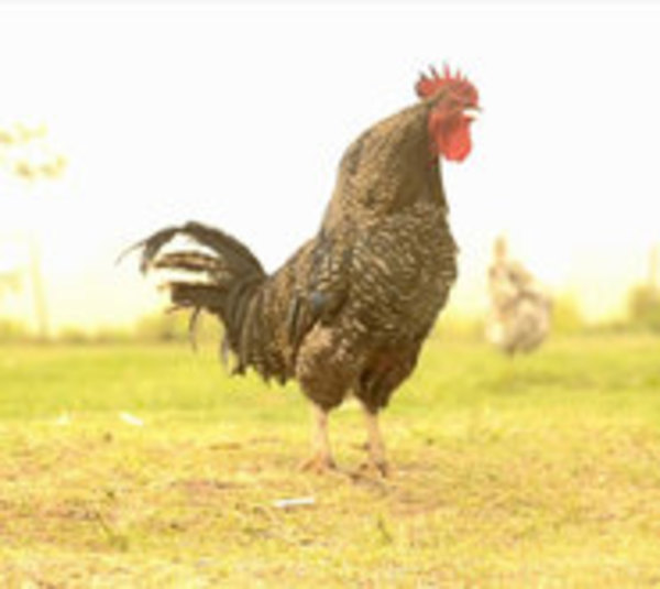 Gallo ataca a su dueña y luego muere - Paraguay.com