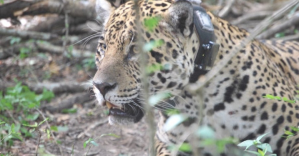 Jaguarete será el más afectado por incendios