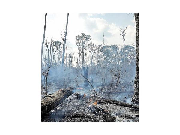 Deforestación en Amazonia brasileña saltó un 222%