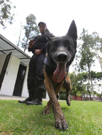 El perro, mejor amigo de diputados mexicanos - Mascotas - ABC Color
