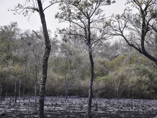 Arduo trabajo para contener nuevos focos de incendio en el Chaco