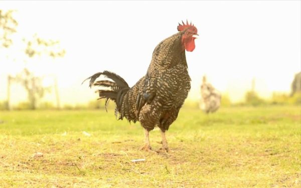 La mató un gallo | Noticias Paraguay