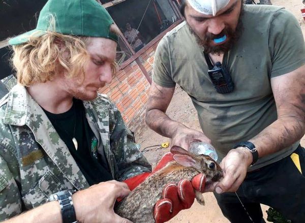 Rescatan animales del incendio en zona del Chaco - Nacionales - ABC Color