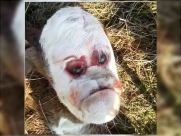 Sustazo: nació un ternerito con la cara humana