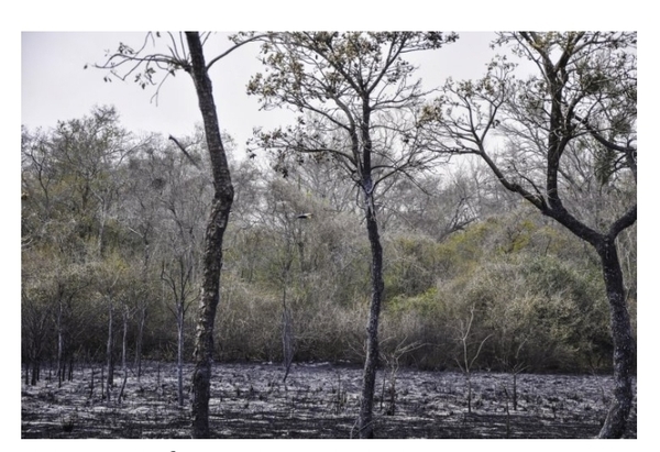 Arduo trabajo para contener nuevos focos de incendio en el Chaco