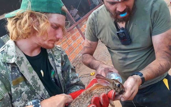 Roedores, pequeños mamíferos y tortugas, principales víctimas de incendios en Chaco