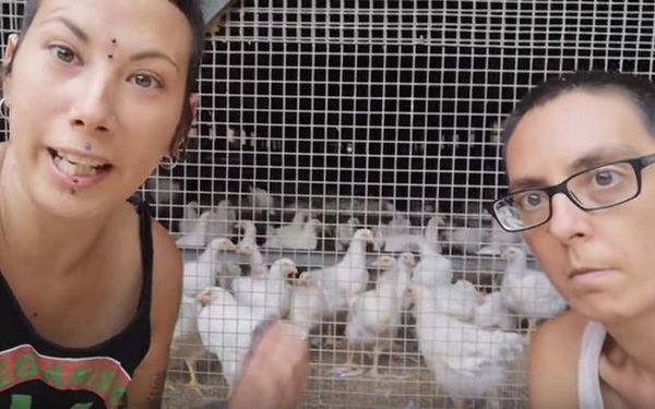 Joven vegana que denunció la violación de gallinas por parte de gallos, se pronuncia en contra de la pesca