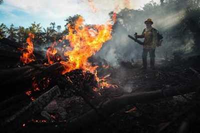 La deforestación en la Amazonía brasileña saltó un 222 % en agosto - ADN Paraguayo