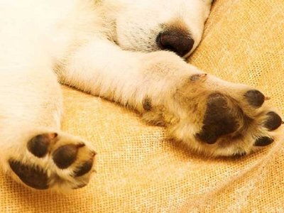 Investigan la muerte de perros por una enfermedad sin identificar