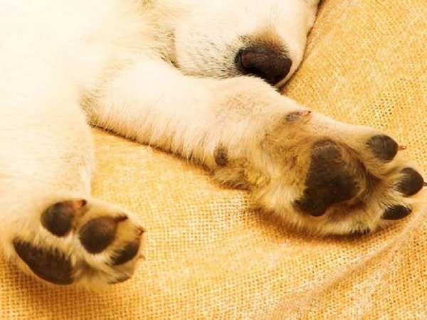 Investigan la muerte de perros por una enfermedad sin identificar