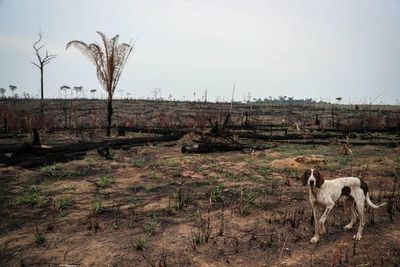 La deforestación en la Amazonía brasileña saltó un 222 % en agosto - Mundo - ABC Color