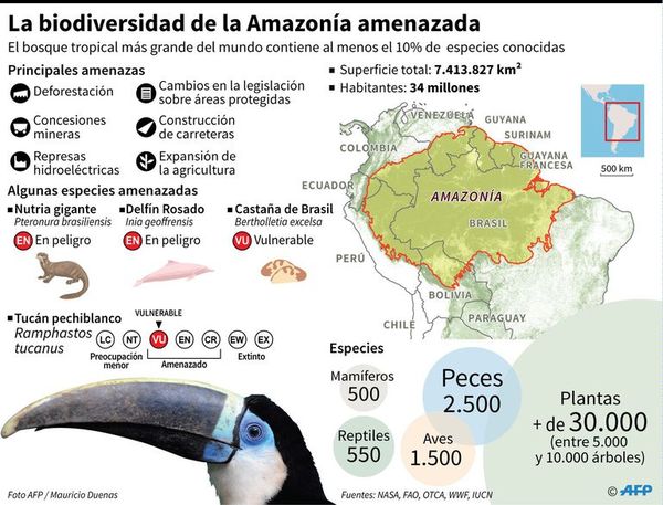 Bachelet alerta del catastrófico impacto para humanidad de fuego en Amazonía - Mundo - ABC Color