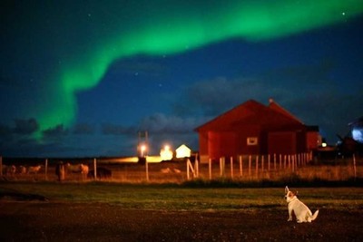 Decenas de perros en Noruega afectados por una extraña enfermedad » Ñanduti