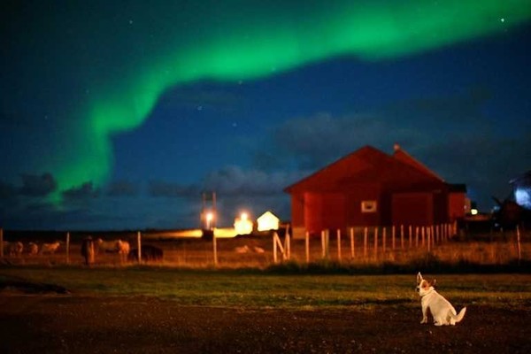 Decenas de perros en Noruega afectados por una extraña enfermedad » Ñanduti
