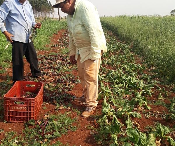 Sequía provoca pérdidas en el campo