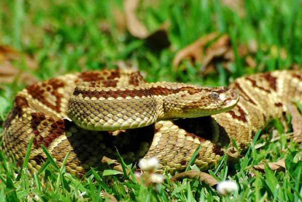 Setiembre con “s” de serpiente: recomendaciones ante riesgos de mordeduras