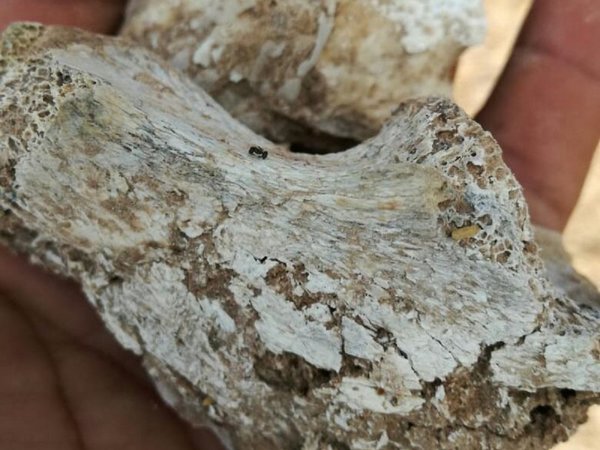 Nativos totobiegosodes piden investigar hallazgo de restos óseos