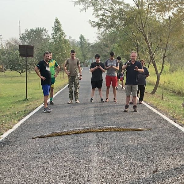 Avistan kuriju en zona del Parque Guasu - Nacionales - ABC Color