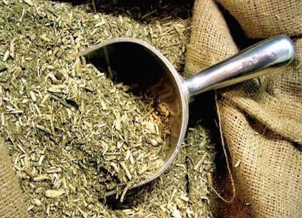 Argentinos ingresan al país para comprar yerba mate canchada