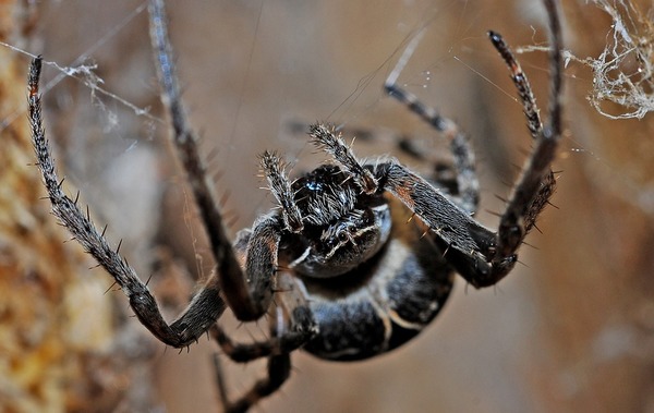 ¿Caca de...? Mujer sorprendida por excremento color negro descubre que era caca de araña