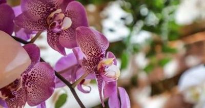 Empresa taiwanesa se instalará para producir orquídeas