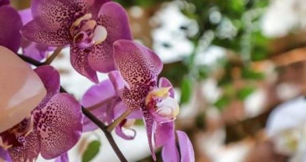 Empresa taiwanesa se instalará para producir orquídeas