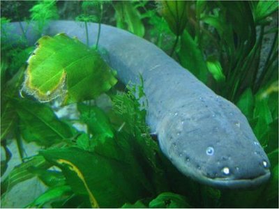 Identifican 3 especies de anguilas eléctricas en ríos de Sudamérica